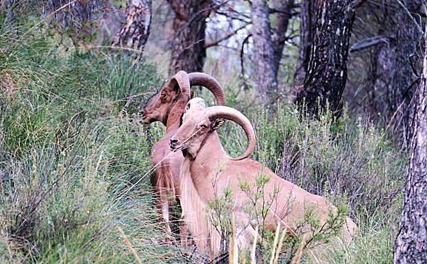 Una pareja de arruís. 