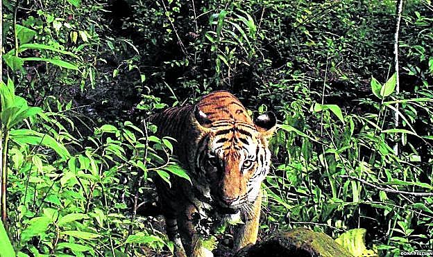 Una tigresa se asoma a un claro en la selva. Se estima que solo quedan unos 2.200 tigres de Bengala en toda la India. 