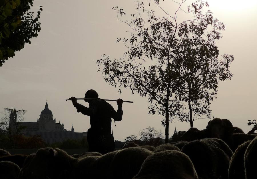 Este evento cumple 25 años desde que fue recuperada por el Ayuntamiento de Madrid y 600 de la Concordia entre los Hombres buenos de la Mesta y el Concejo de la Villa.
