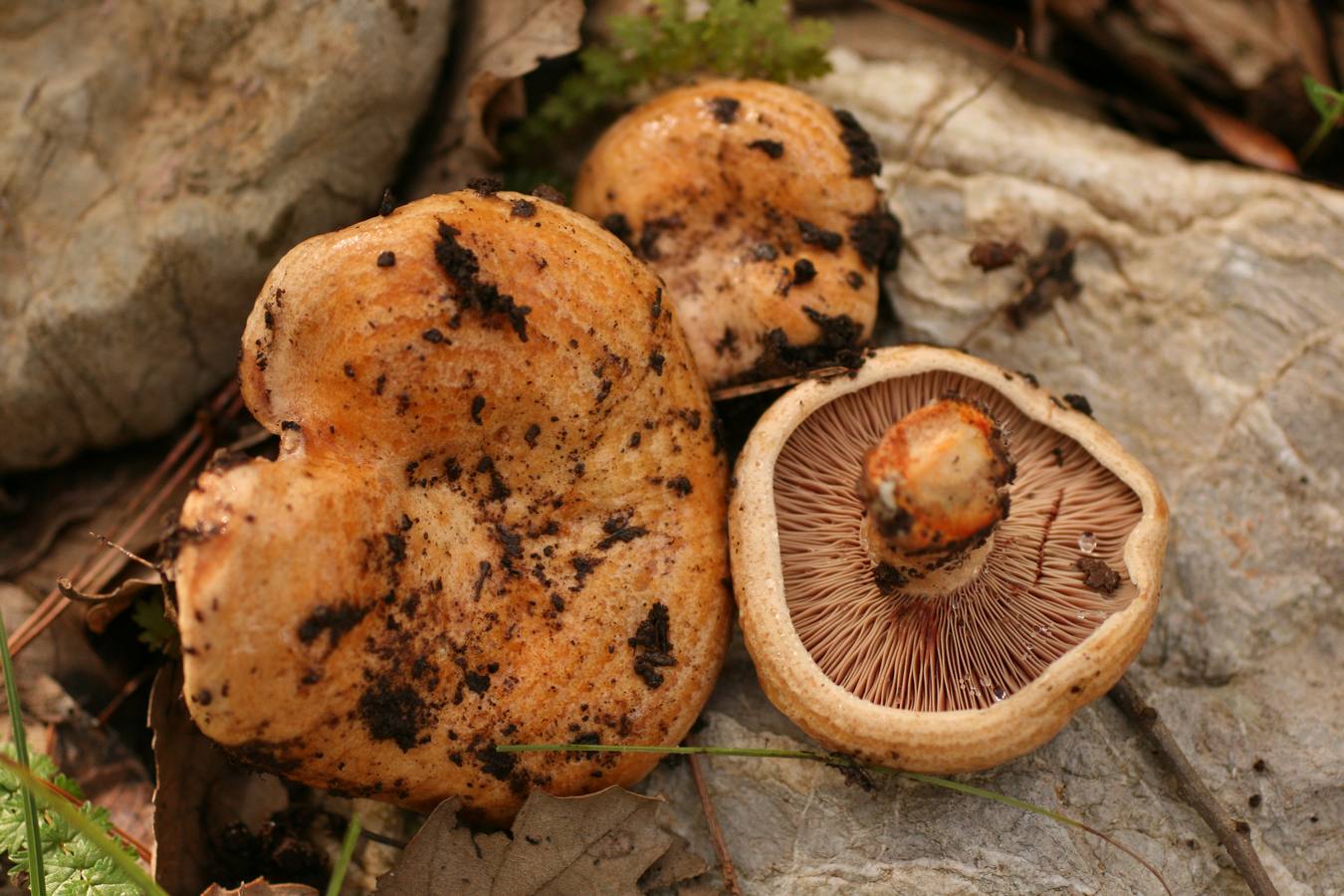 ‘Lactarius’ del grupo ‘dapetes’. ‘L. vinosus’. Son especies de níscalos que aparecen en otoños lluviosos y asociados a pinos. Son excelentes comestibles y muy fácilmente identificables por su látex rojo o sanguíneo. Es la seta más popular del Levante mediterráneo. 