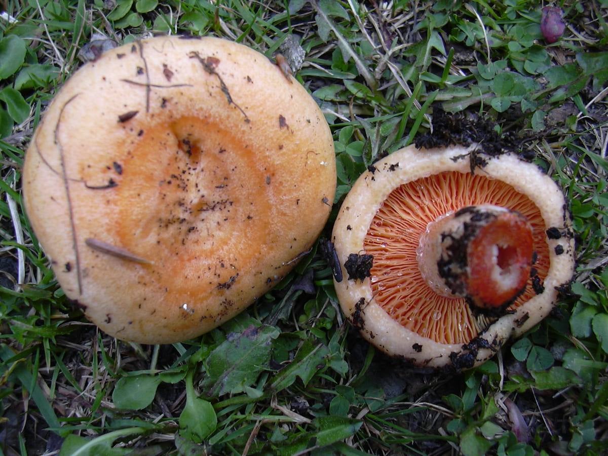 ‘Lactarius’ del grupo ‘dapetes’. ‘L. deliciosus’. Son especies de níscalos que aparecen en otoños lluviosos y asociados a pinos. Son excelentes comestibles y muy fácilmente identificables por su látex rojo o sanguíneo. Es la seta más popular del Levante mediterráneo. 