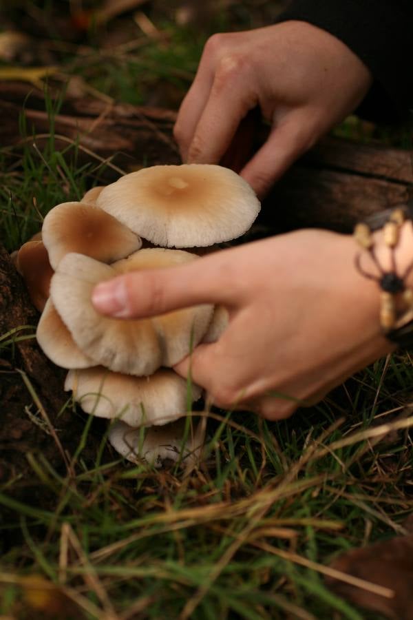 ‘Ciclocybe aegerita’. Seta de chopo. Aparece en grupos en riberas, sobre chopos. Excelente comestible. Puede confundirse con otras especies de madera tóxicas o no comestibles.