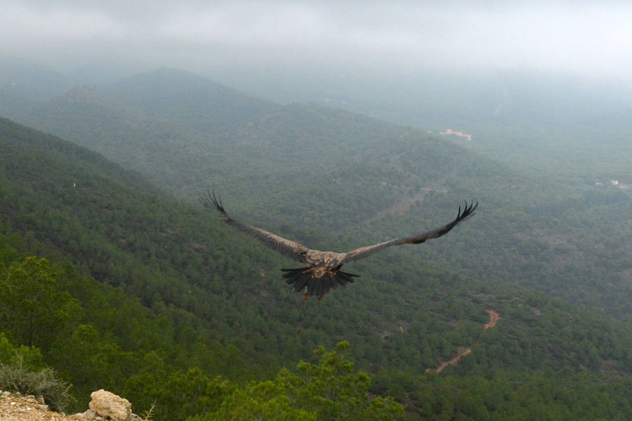 El Centro de Recuperación de Fauna Silvestre libera un buitre negro, una especie poco común de la que solo se han documentado dos ingresos en la última década, y otro ejemplar de buitre leonado