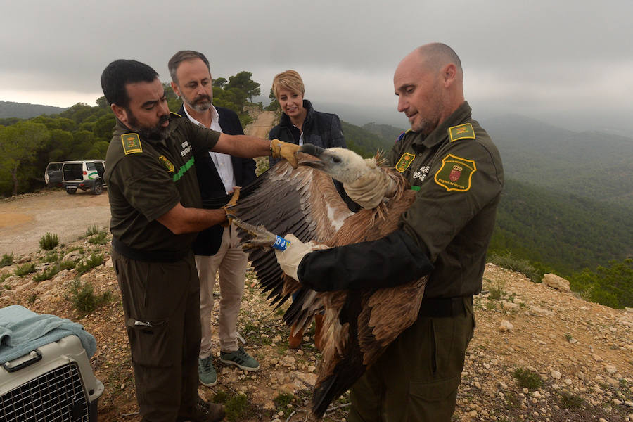 El Centro de Recuperación de Fauna Silvestre libera un buitre negro, una especie poco común de la que solo se han documentado dos ingresos en la última década, y otro ejemplar de buitre leonado
