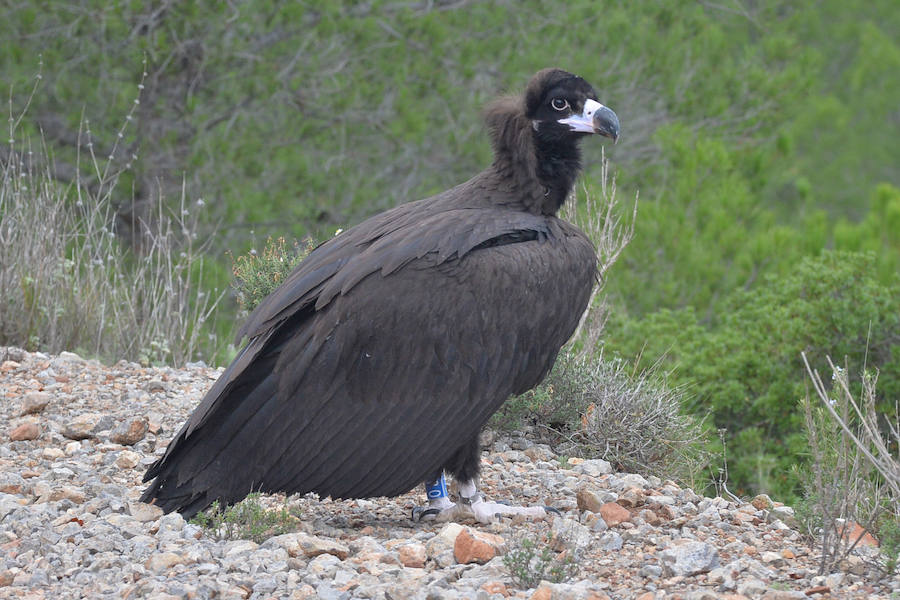 El Centro de Recuperación de Fauna Silvestre libera un buitre negro, una especie poco común de la que solo se han documentado dos ingresos en la última década, y otro ejemplar de buitre leonado