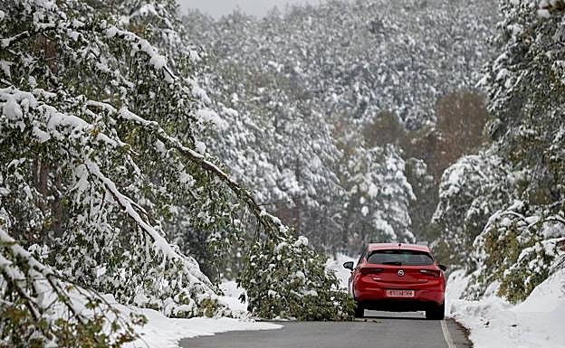 Un coche esquiva un árbol caido por el peso de la nieve, en una carretera de Lugo.