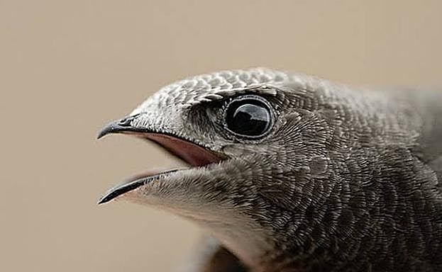 Ejemplar de vencejo común.