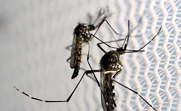 Mosquitos 'Aedes albopictus', conocido como mosquito tigre. 