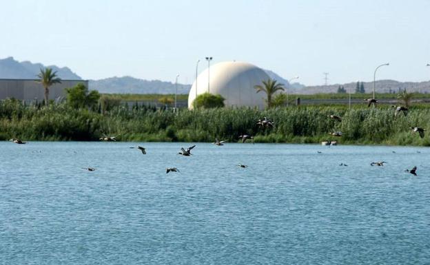 Aves acuáticas en las lagunas molinenses de Campotéjar.