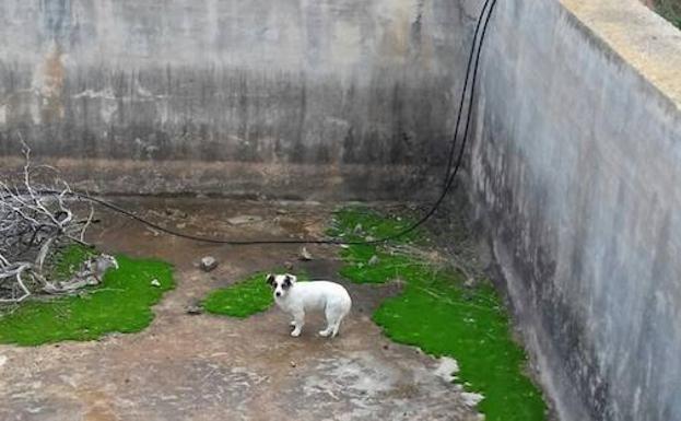 El perro en el interior de la balsa de riego.