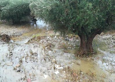 Imagen secundaria 1 - Rastros de la lluvia en Cieza: 1. Desprendimiento de piedras en una carretera. 2. Cultivos anegados. 3. Un tapa de alcantarillado desbordada.