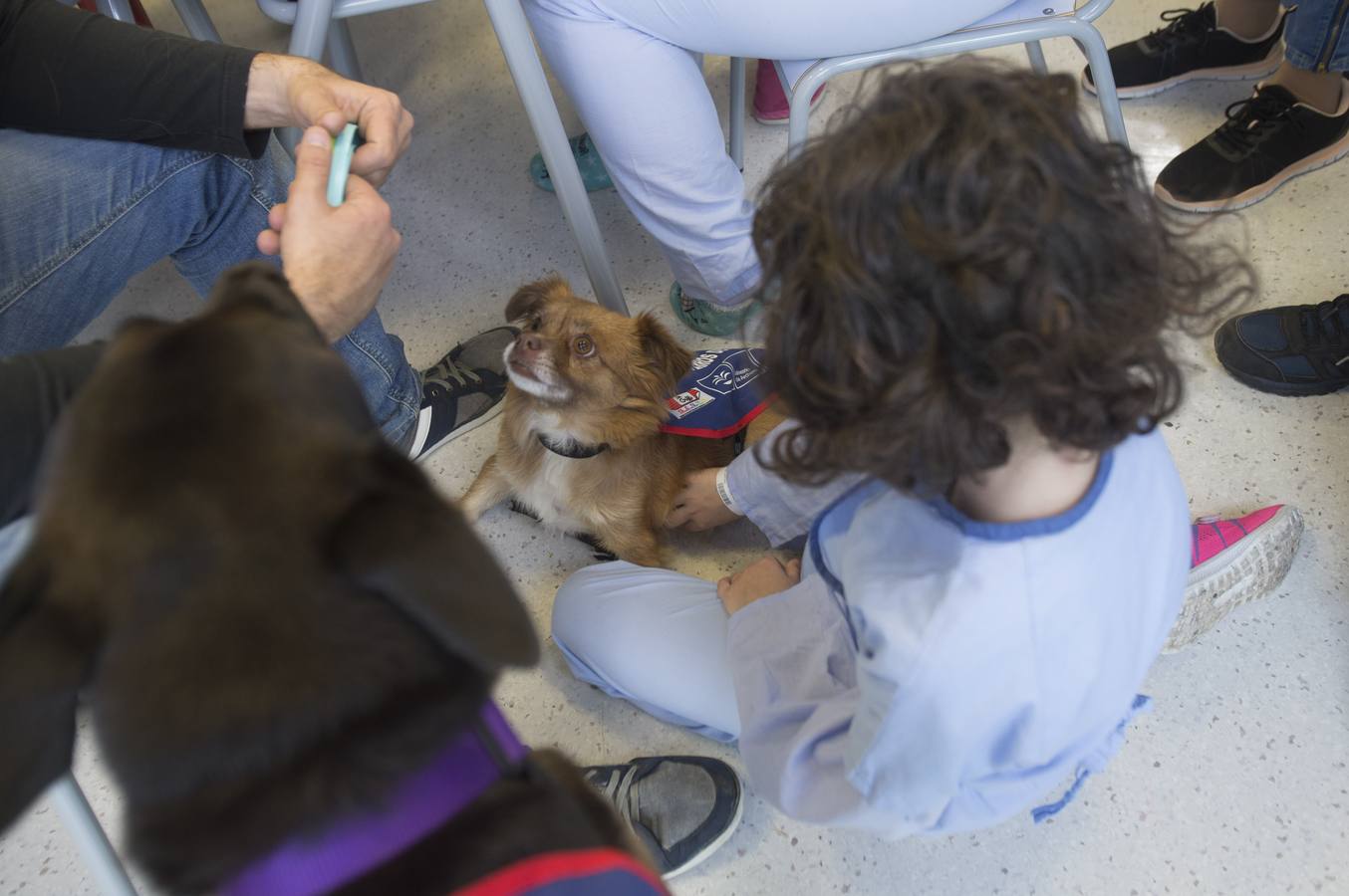 Siete canes forman parte del equipo del 'Doctor Guau', un proyecto puesto en marcha por la Consejería de Salud con el objetivo de contribuir a la recuperación de los niños hospitalizados a través de la mejora física, social, emocional y cognitiva mediante terapias con perros