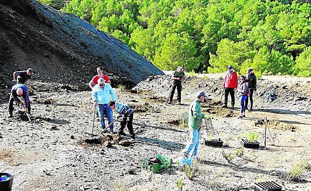 Reforestan con cipreses el acceso al Parque Regional de Calblanque