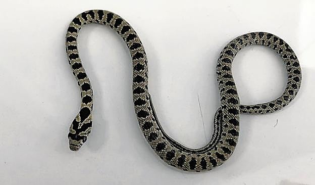 La culebra bastarda capturada por la Policía Local. 