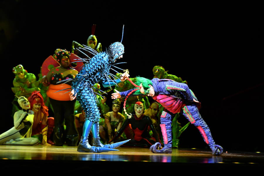 'La Verdad' acompaña a los artistas de la mítica compañía canadiense en una jornada de duro entrenamiento 'Ovo', la nueva apuesta del Circo del Sol, recalará en Murcia del 16 al 20 de enero