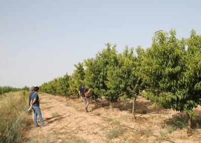 Imagen secundaria 1 - Cultivo de quinoa en Moysan Land, de La Hoya de Lorca. | Variedades locales de melocotoneros en Casa Pareja.| Cultivo de amaranto.