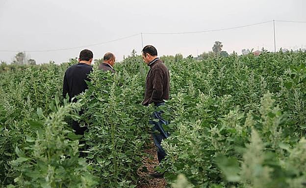 Imagen principal - Cultivo de quinoa en Moysan Land, de La Hoya de Lorca. | Variedades locales de melocotoneros en Casa Pareja.| Cultivo de amaranto.