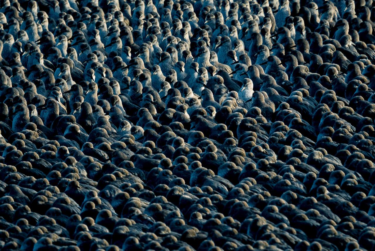 Espectaculares rapaces, aves acuáticas y pequeños pájaros forestales ofrecen su mejor cara en el palmarés del concurso internacional de fotografía de SEO/BirdLife