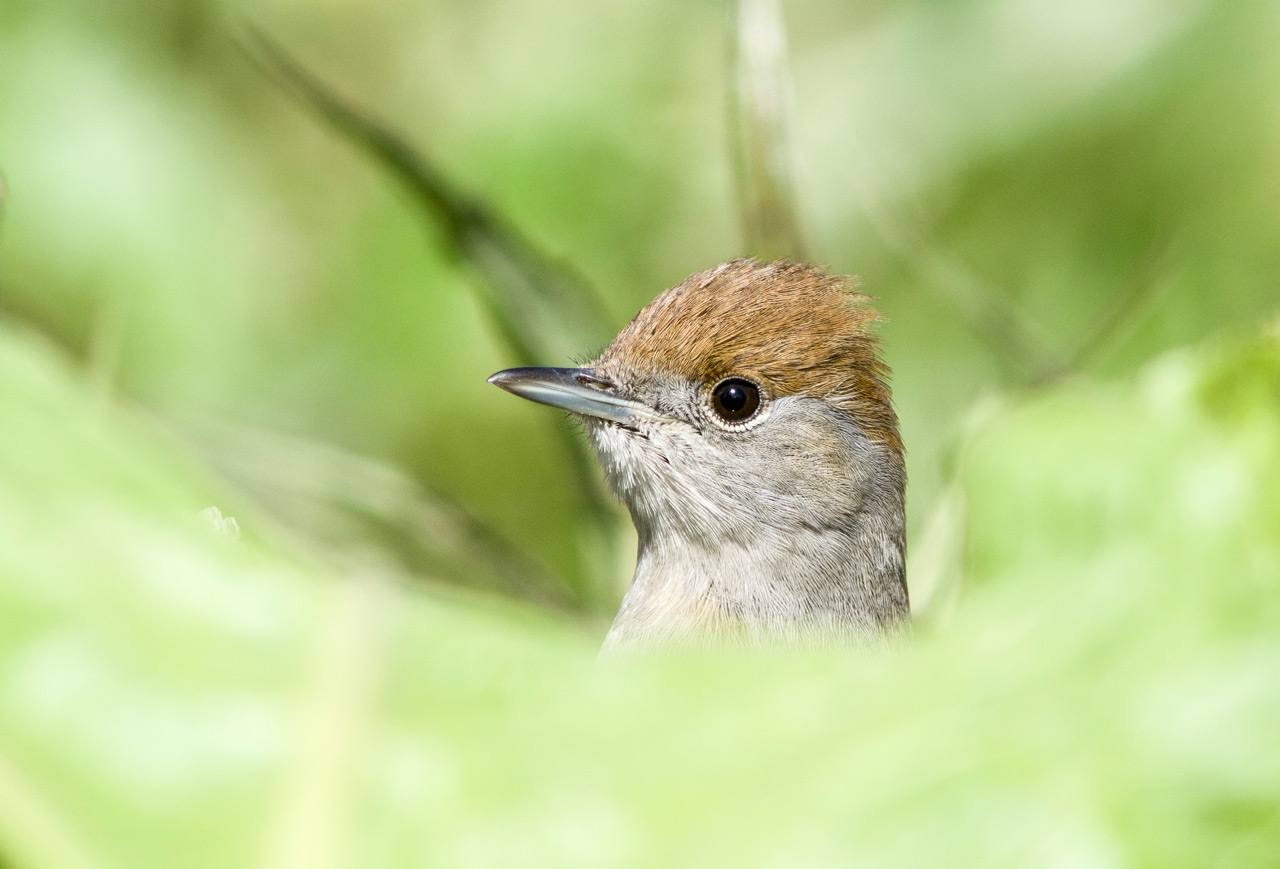 Espectaculares rapaces, aves acuáticas y pequeños pájaros forestales ofrecen su mejor cara en el palmarés del concurso internacional de fotografía de SEO/BirdLife