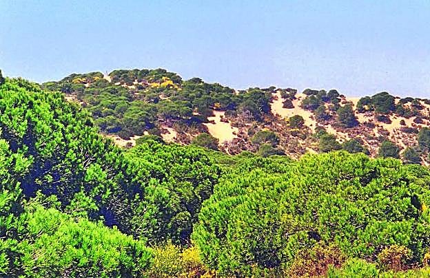 Los pinos piñoneros fijan las dunas costeras en Matalascañas, en la provincia de Huelva. 