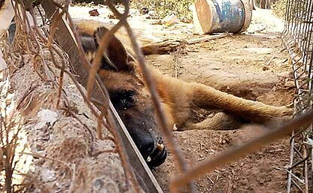 Un perro agoniza en la 'casa de los horrores' de Javalí Nuevo.