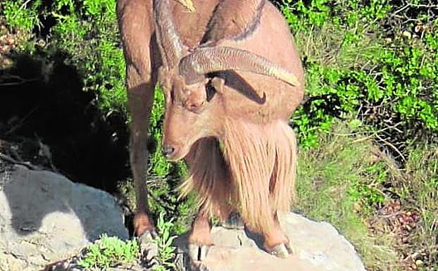 Un gran macho de arruí, en Sierra Espuña. 
