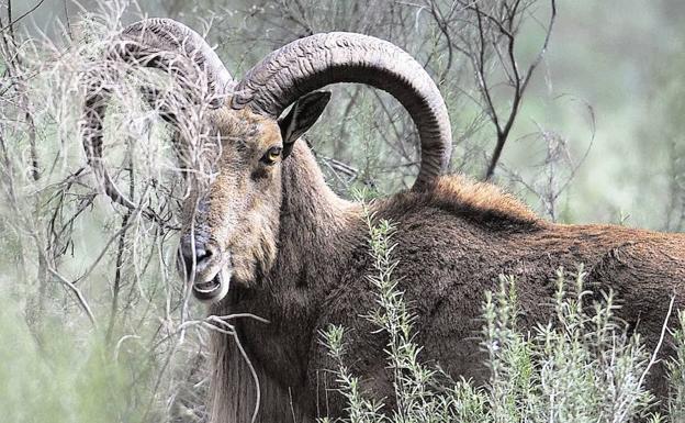 Un ejemplar de arrui, en Sierra Espuña.