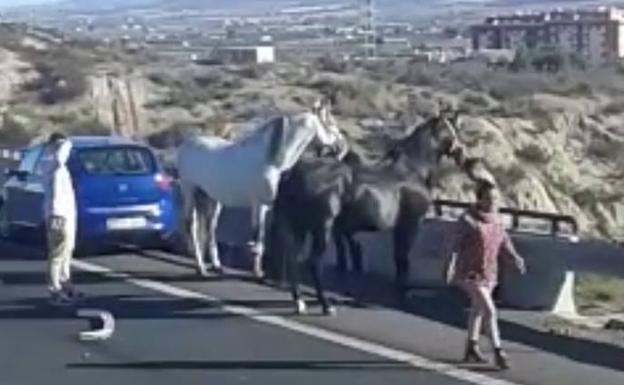 Los animales, tras el accidente.