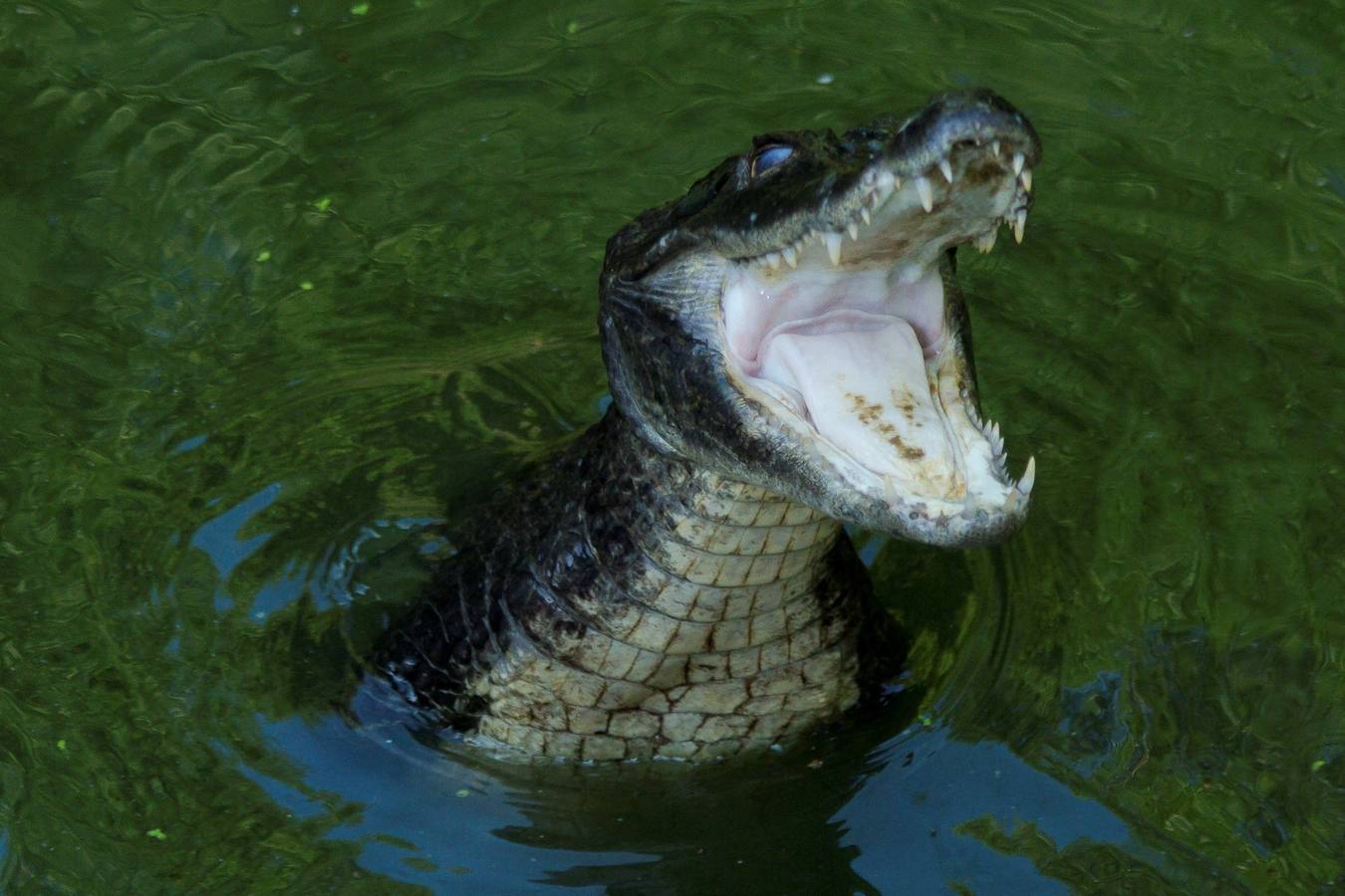 El Vivarium del Caribe, ubicado a 15 minutos al norte de Cartagena de Indias, desarrolla un programa de repoblamiento interno de reptiles que pretende extender a las zonas ribereñas del río Magdalena donde estos animales están desapareciendo. EFE