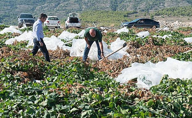 AGOSTO 2018. El temporal arrasa los parrales y lleva la ruina al campo