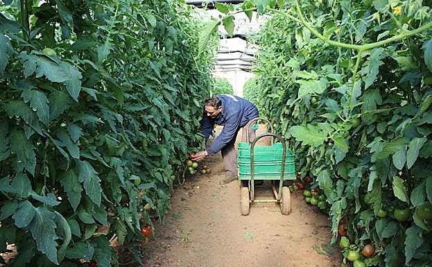 Un agricultor de Águilas recoge tomates en un invernadero, en una fotografía de archivo.