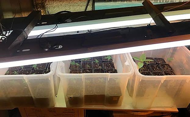 Una disputa entre presuntos narcos en Alcantarilla destapa un invernadero de 'maría'