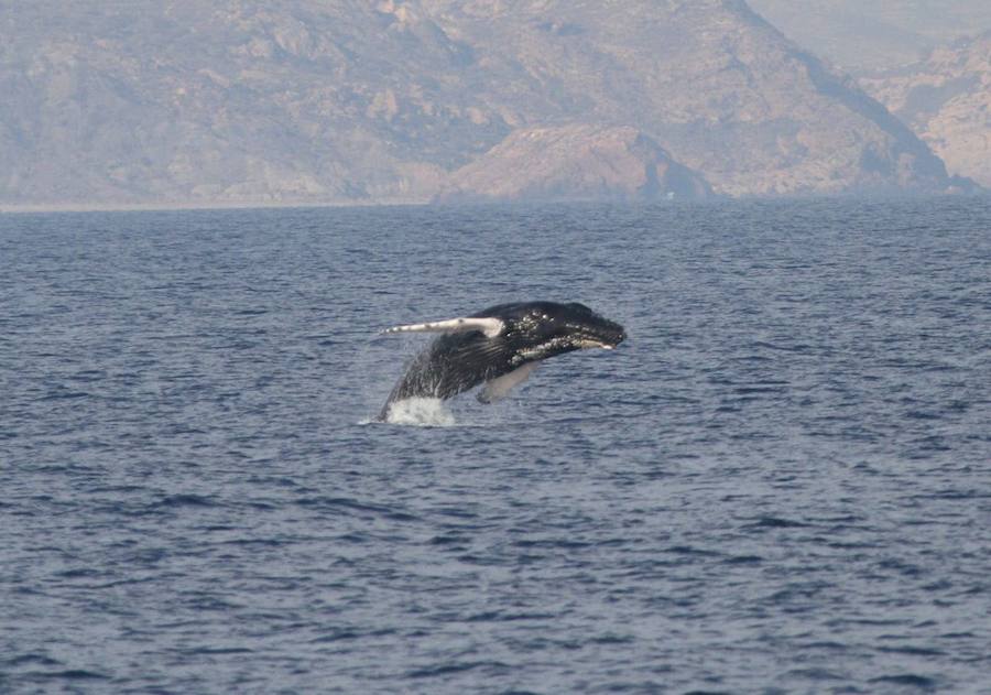 07/08/2018. Excepcional avistamiento de una ballena jorobada a pocas millas de la costa de Mazarrón. 