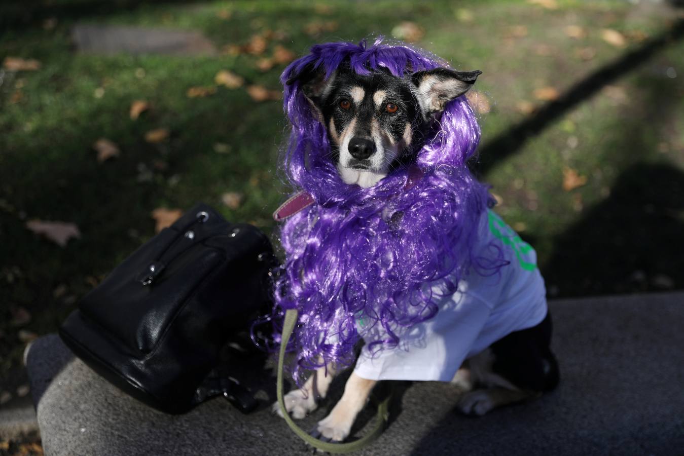 Varias personas con sus perros participan en la octava edición de la Sanperrestre, una iniciativa promovida por la protectora El Refugio que pretende concienciar sobre la importancia de adoptar mascotas en lugar de comprarlas.