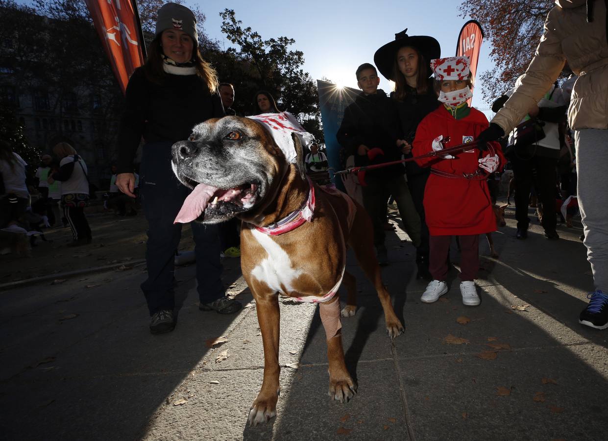 Varias personas con sus perros participan en la octava edición de la Sanperrestre, una iniciativa promovida por la protectora El Refugio que pretende concienciar sobre la importancia de adoptar mascotas en lugar de comprarlas.