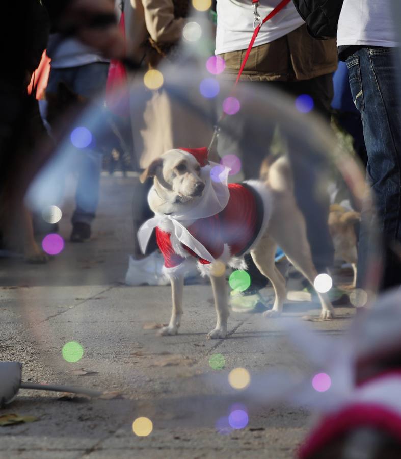 Varias personas con sus perros participan en la octava edición de la Sanperrestre, una iniciativa promovida por la protectora El Refugio que pretende concienciar sobre la importancia de adoptar mascotas en lugar de comprarlas.
