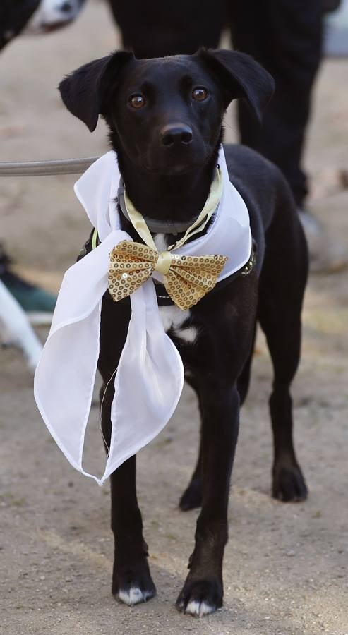 Varias personas con sus perros participan en la octava edición de la Sanperrestre, una iniciativa promovida por la protectora El Refugio que pretende concienciar sobre la importancia de adoptar mascotas en lugar de comprarlas.