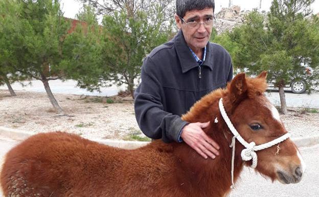 El poni hallado en Los Pilones.