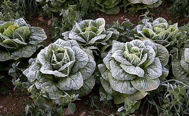 Lechugas afectadas por las heladas, cerca de La Aparecida. 