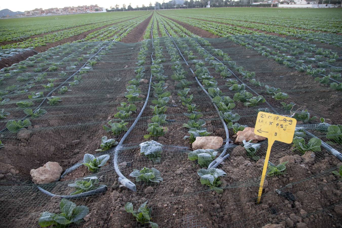 La Aemet mantiene la alerta amarilla para hoy en el Noroeste y el Altiplano, donde las temperaturas gélidas no provocaron pérdidas