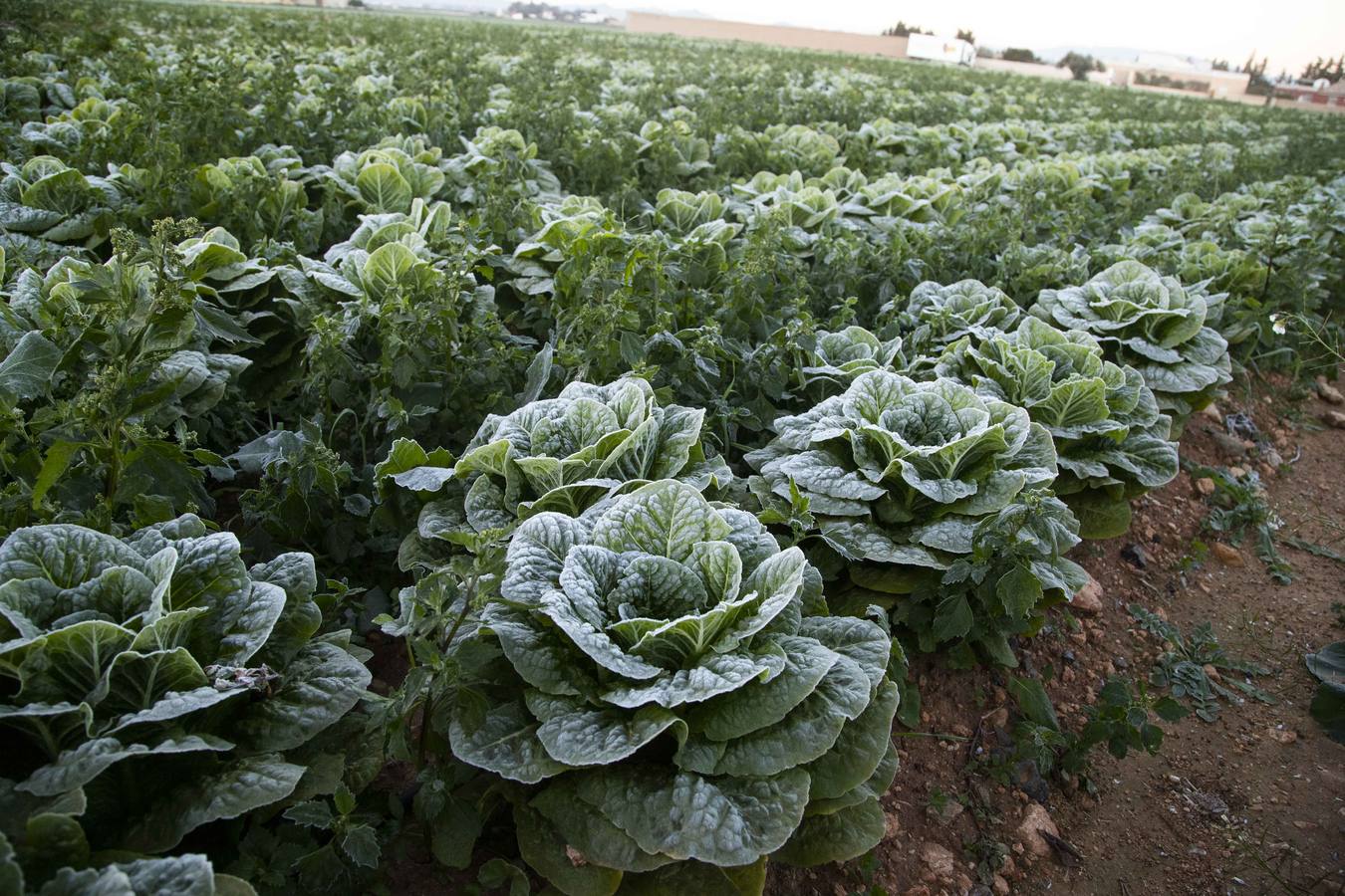 La Aemet mantiene la alerta amarilla para hoy en el Noroeste y el Altiplano, donde las temperaturas gélidas no provocaron pérdidas