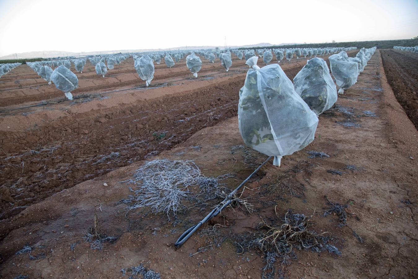 La Aemet mantiene la alerta amarilla para hoy en el Noroeste y el Altiplano, donde las temperaturas gélidas no provocaron pérdidas