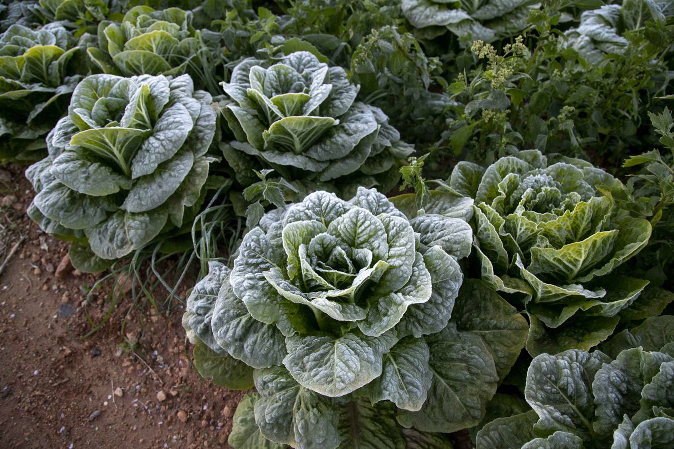 La Aemet mantiene la alerta amarilla para hoy en el Noroeste y el Altiplano, donde las temperaturas gélidas no provocaron pérdidas