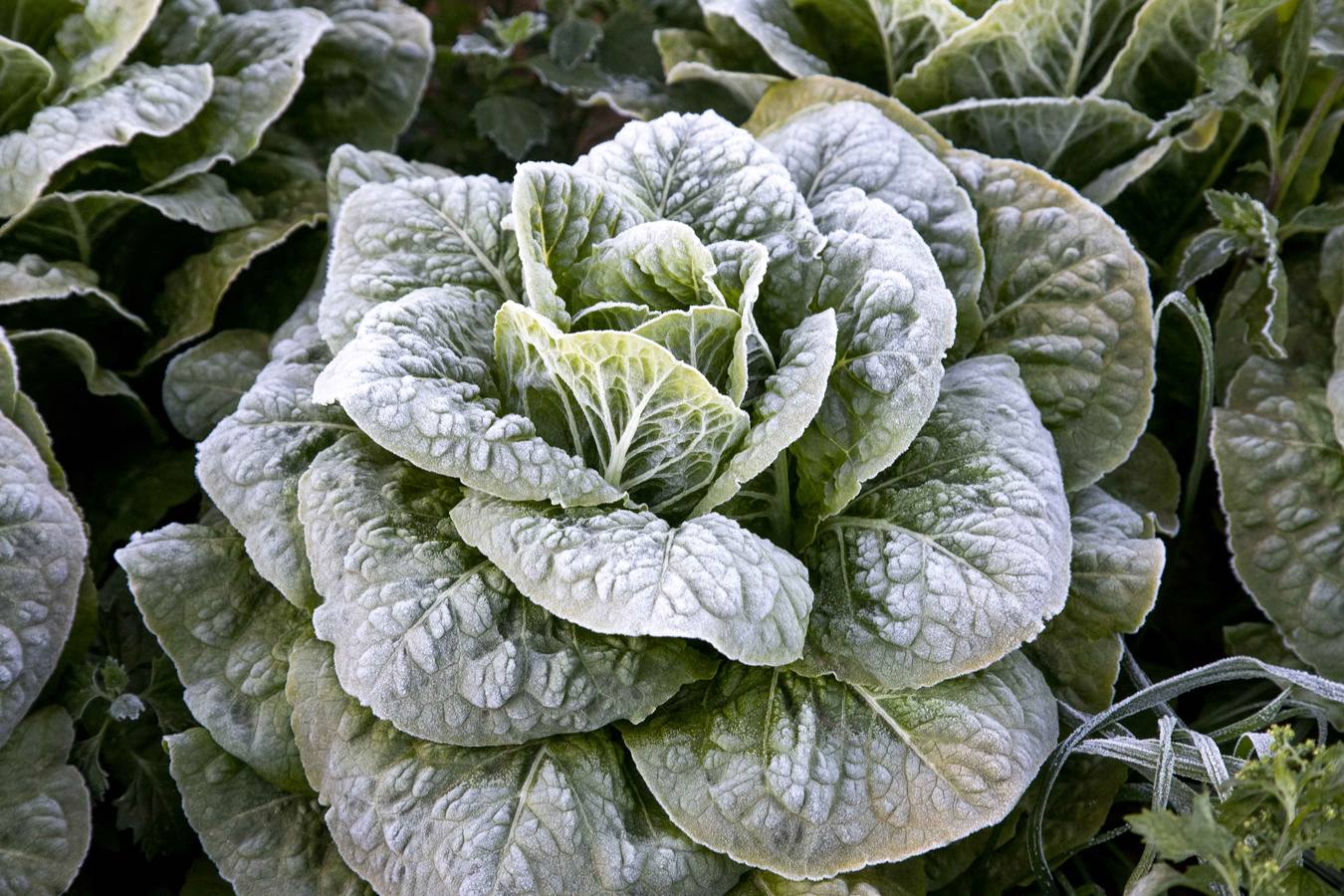 La Aemet mantiene la alerta amarilla para hoy en el Noroeste y el Altiplano, donde las temperaturas gélidas no provocaron pérdidas