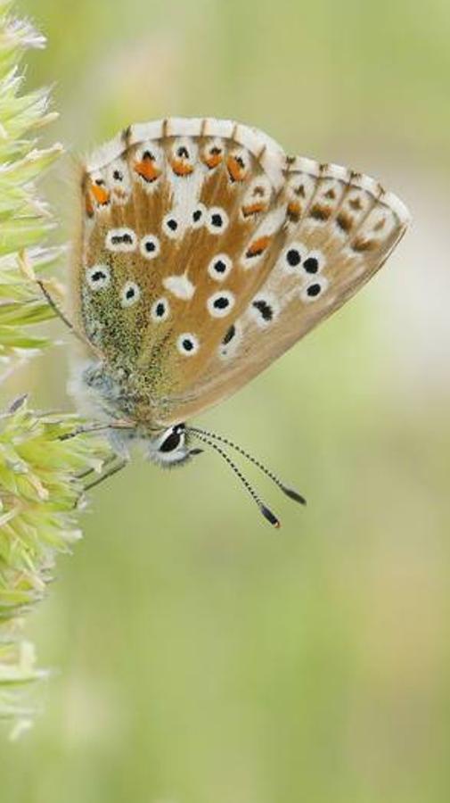 Ejemplar de ‘Lysandra coridon’ o Niña coridon. 