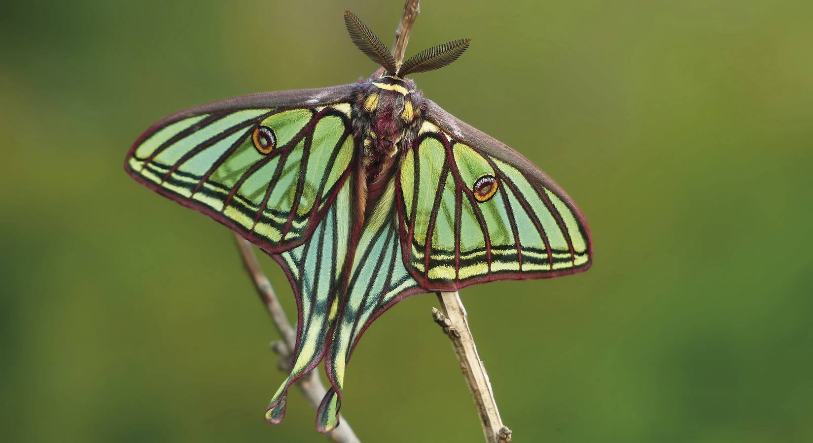 Un ejemplar de la espectacular mariposa nocturna 'Actias isabelae' o isabelina con las alas abiertas. 