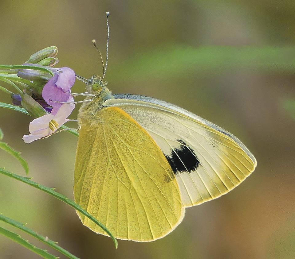 ‘Pieris cheiranthi’. La conocida como mariposa capuchina es un endemismo canario solo presente en Tenerife y La Palma. Se desarrolla en entornos húmedos próximos a la laurisilva y es el único lepidóptero protegido en Canarias, de donde se ha dado por extinguida en las islas de Gran Canaria y La Gomera.