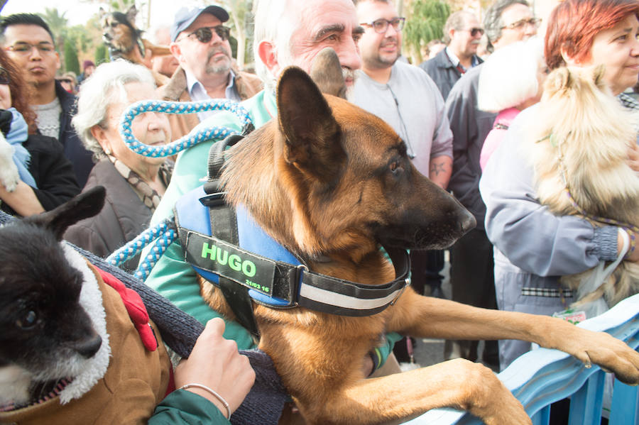 La ermita de San Antón acogió a un centenar de murcianos que llevaron a sus mascotas para que fueran regadas con agua bendita por el padre Jorge Rodríguez