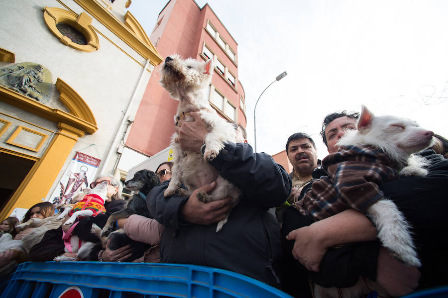 La ermita de San Antón acogió a un centenar de murcianos que llevaron a sus mascotas para que fueran regadas con agua bendita por el padre Jorge Rodríguez