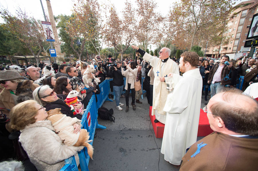 La ermita de San Antón acogió a un centenar de murcianos que llevaron a sus mascotas para que fueran regadas con agua bendita por el padre Jorge Rodríguez